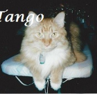 Tango Ciccarelli .1989-2015